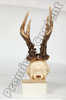 Skull Deer 0068